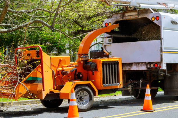 How Our Tree Care Process Works  in Malden, MA